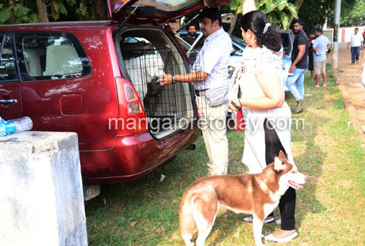 Dogs show 1